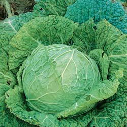 'Gros des vertus' Savoy Cabbage